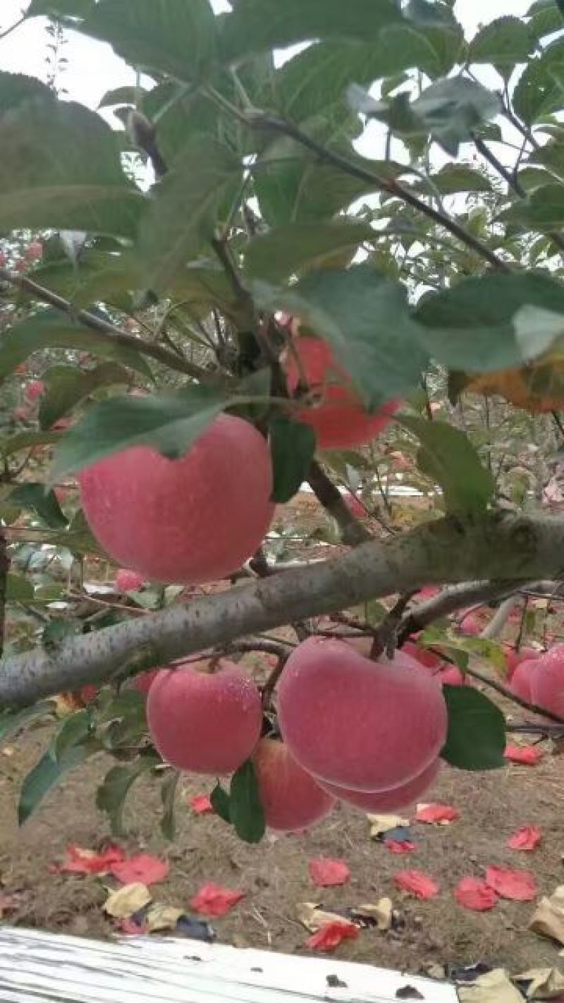 红富士苹果75mm以上纸袋
