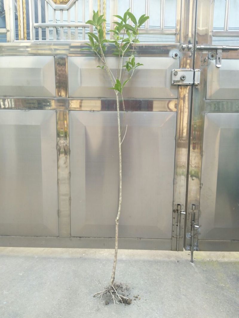 状元红桂花苗120cm以上