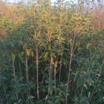状元红桂花苗120cm以上