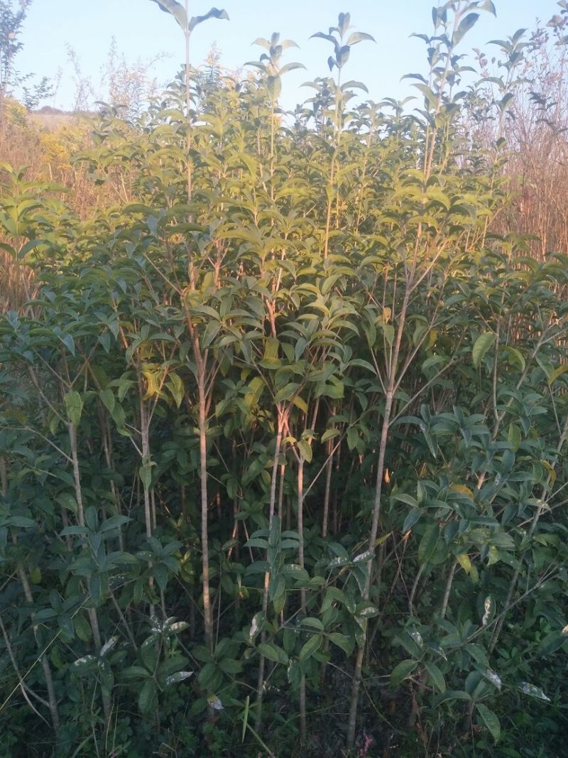 状元红桂花苗120cm以上