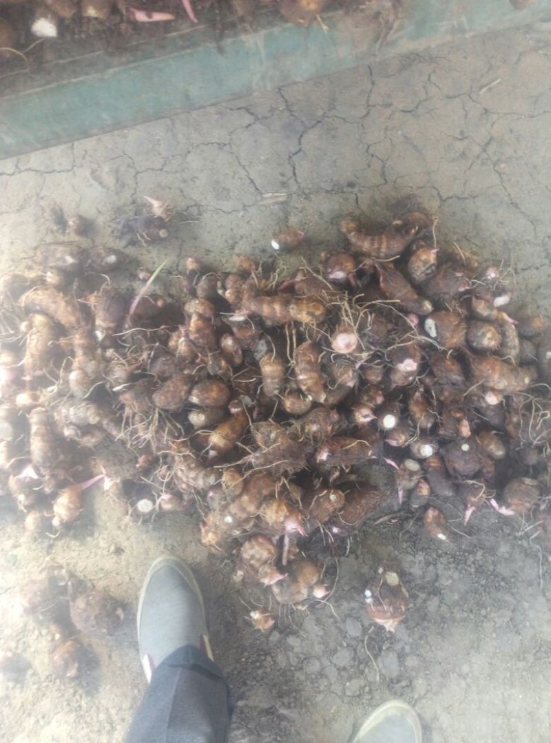 【好货】芋头精品红芽芋3厘米以上产地直发量大从优