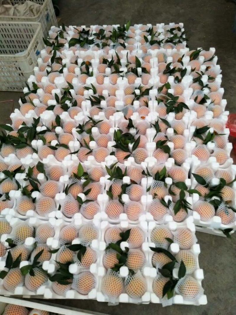 四川爱媛38号果冻橙现摘现发一件代发。新鲜包邮，诚招代理