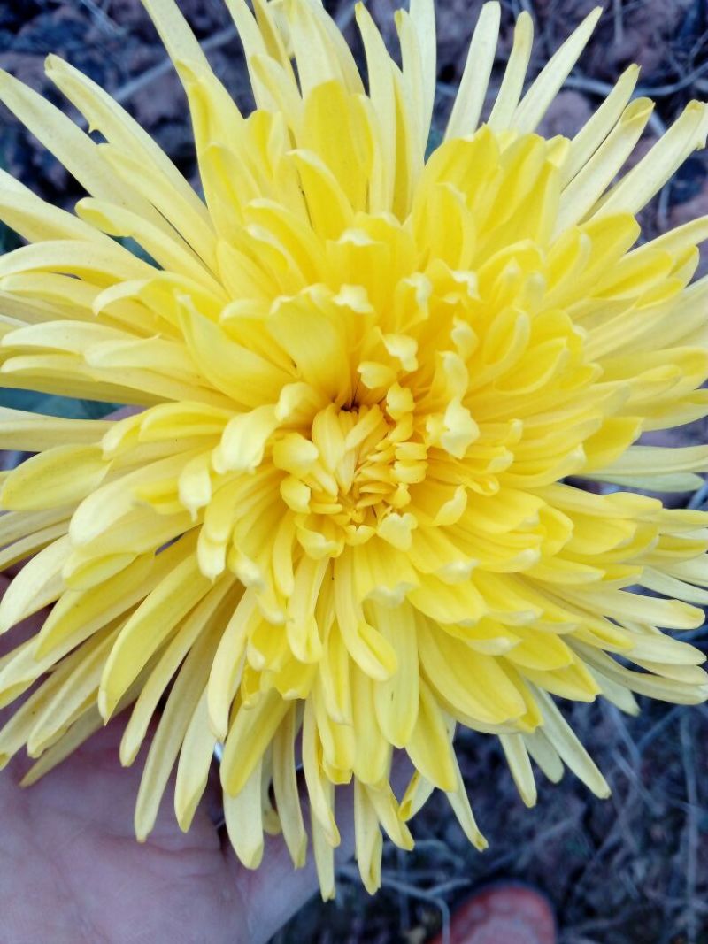 菊花茶二级