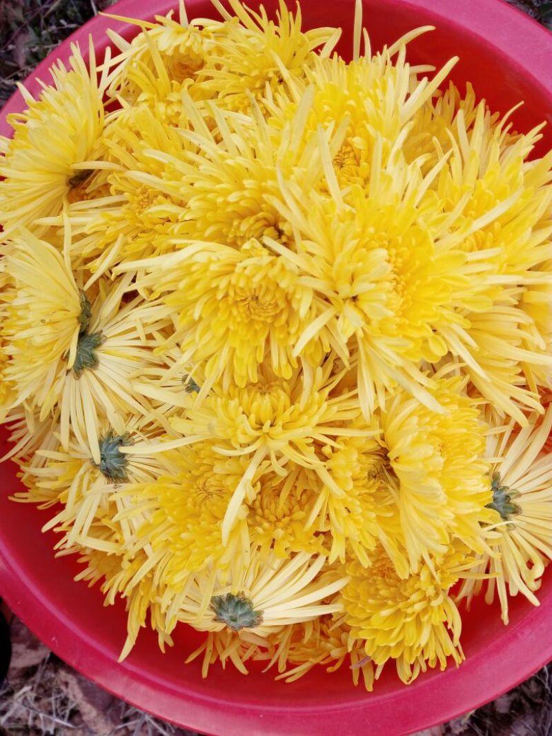 菊花茶二级