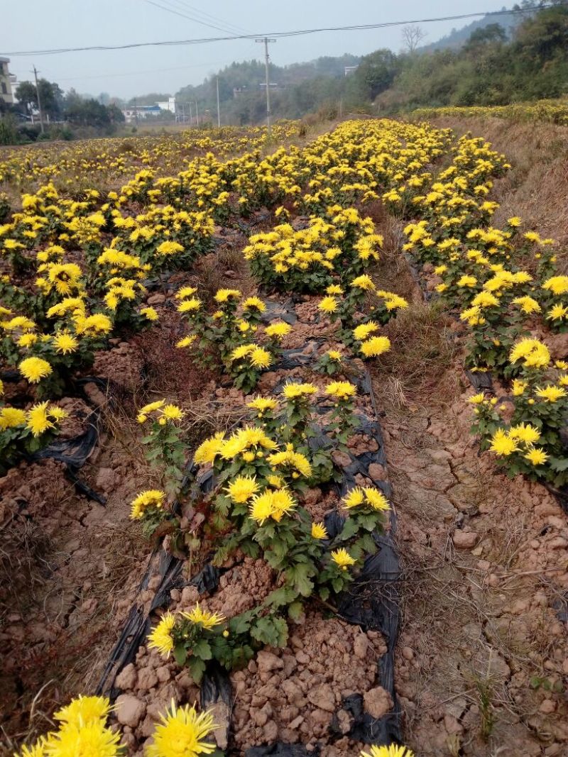 菊花茶二级