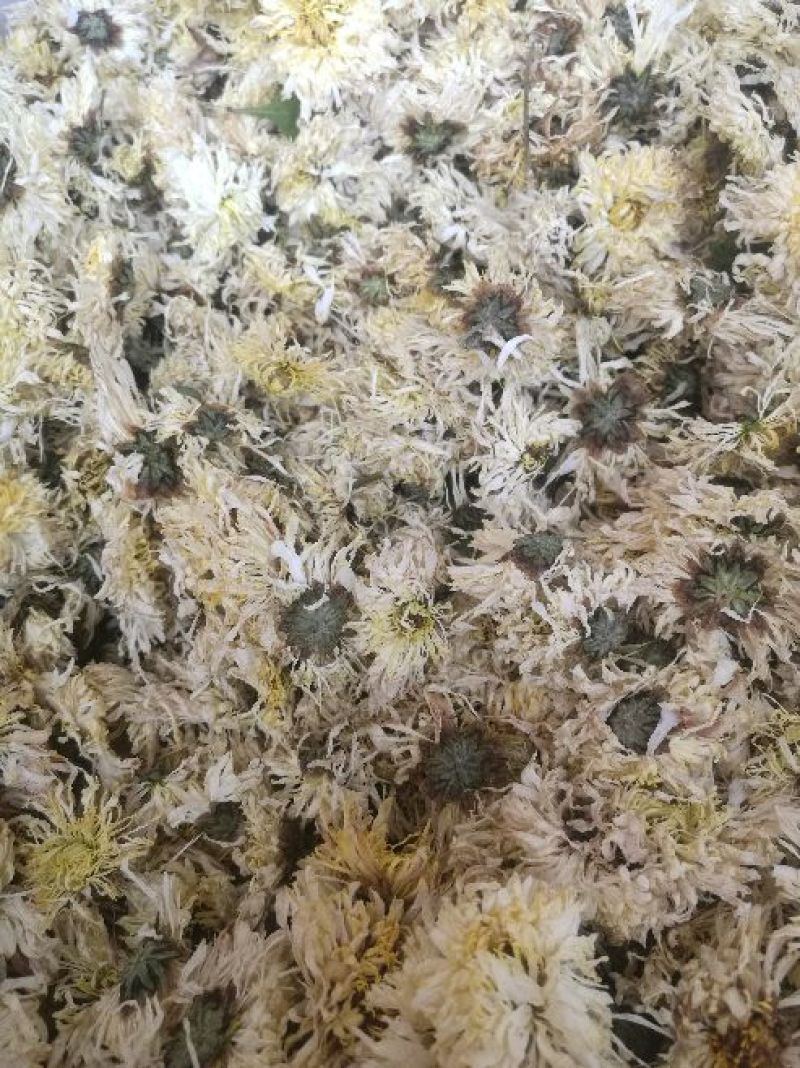 亳菊