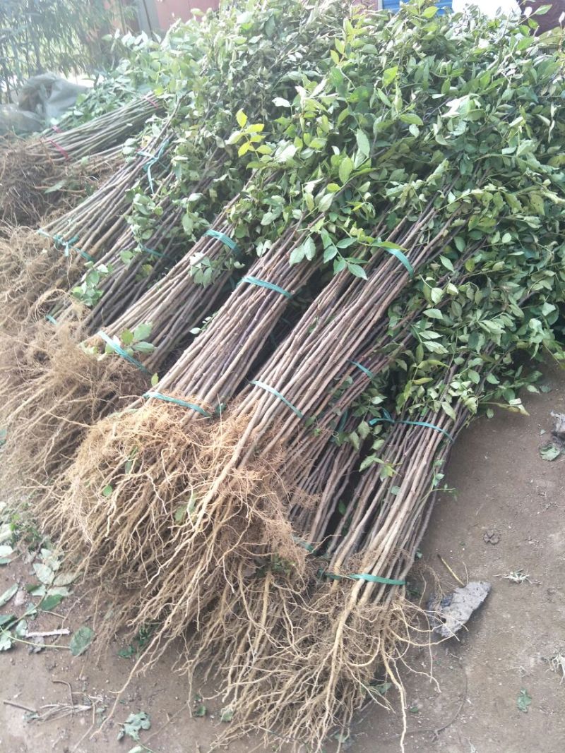 花椒苗一年大红袍花椒苗狮子花椒苗自产自销保湿邮寄