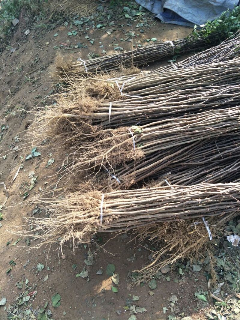 花椒苗一年大红袍花椒苗狮子花椒苗自产自销保湿邮寄