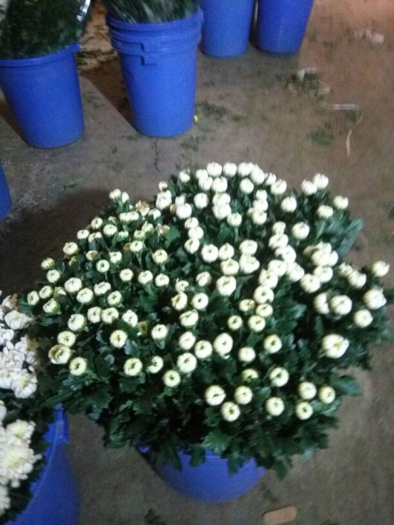 菊花