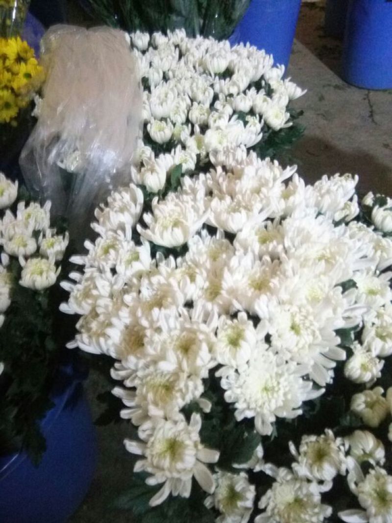 菊花