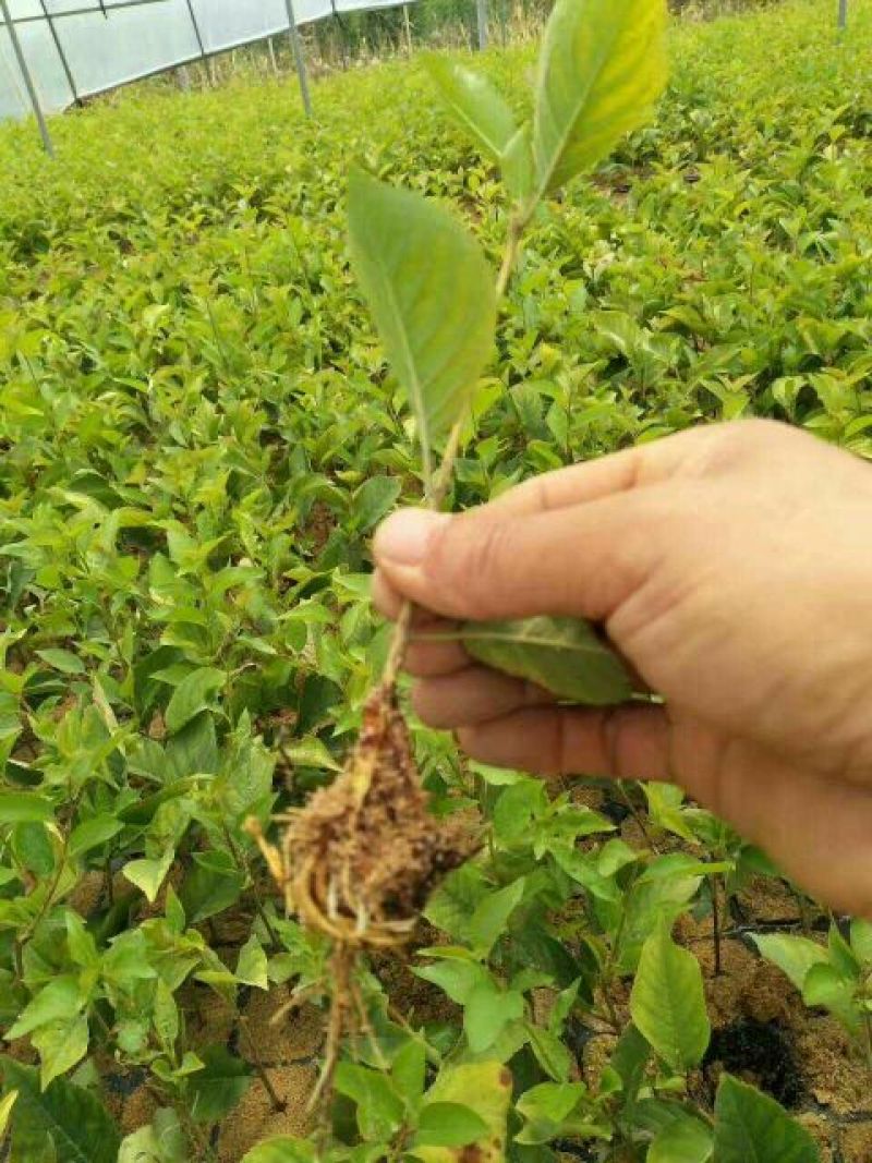 吉塞拉樱桃树苗基地弗里斯科大樱桃苗批发三年樱桃树