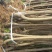 吉塞拉樱桃树苗基地弗里斯科大樱桃苗批发三年樱桃树