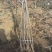 吉塞拉樱桃树苗基地弗里斯科大樱桃苗批发三年樱桃树