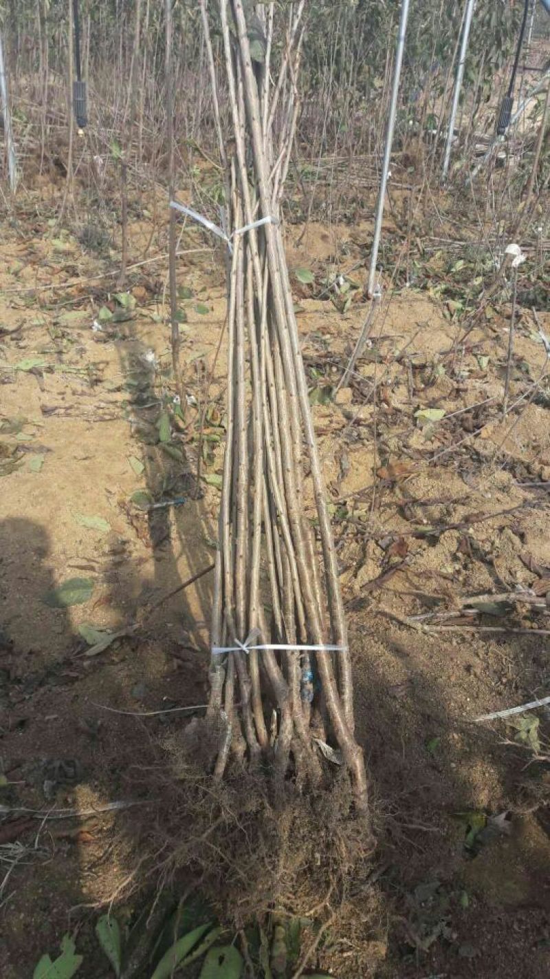 吉塞拉樱桃树苗基地弗里斯科大樱桃苗批发三年樱桃树