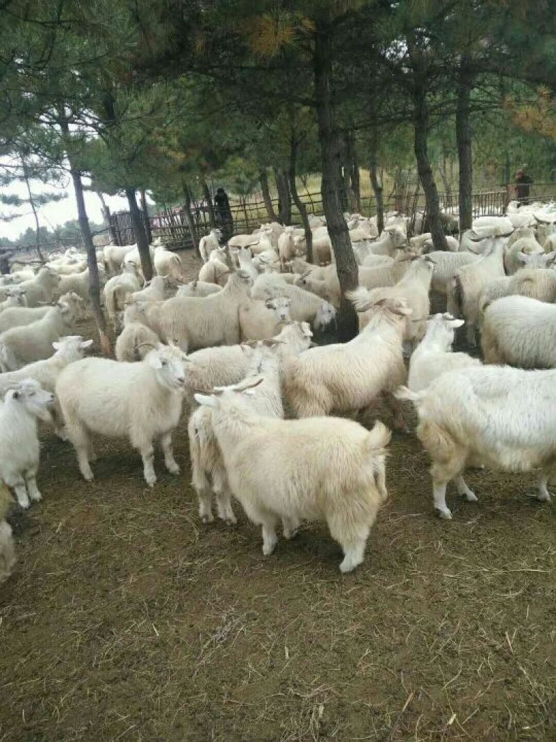 辽宁绒山羊80kg以上辽宁精品杀肉绒山羊