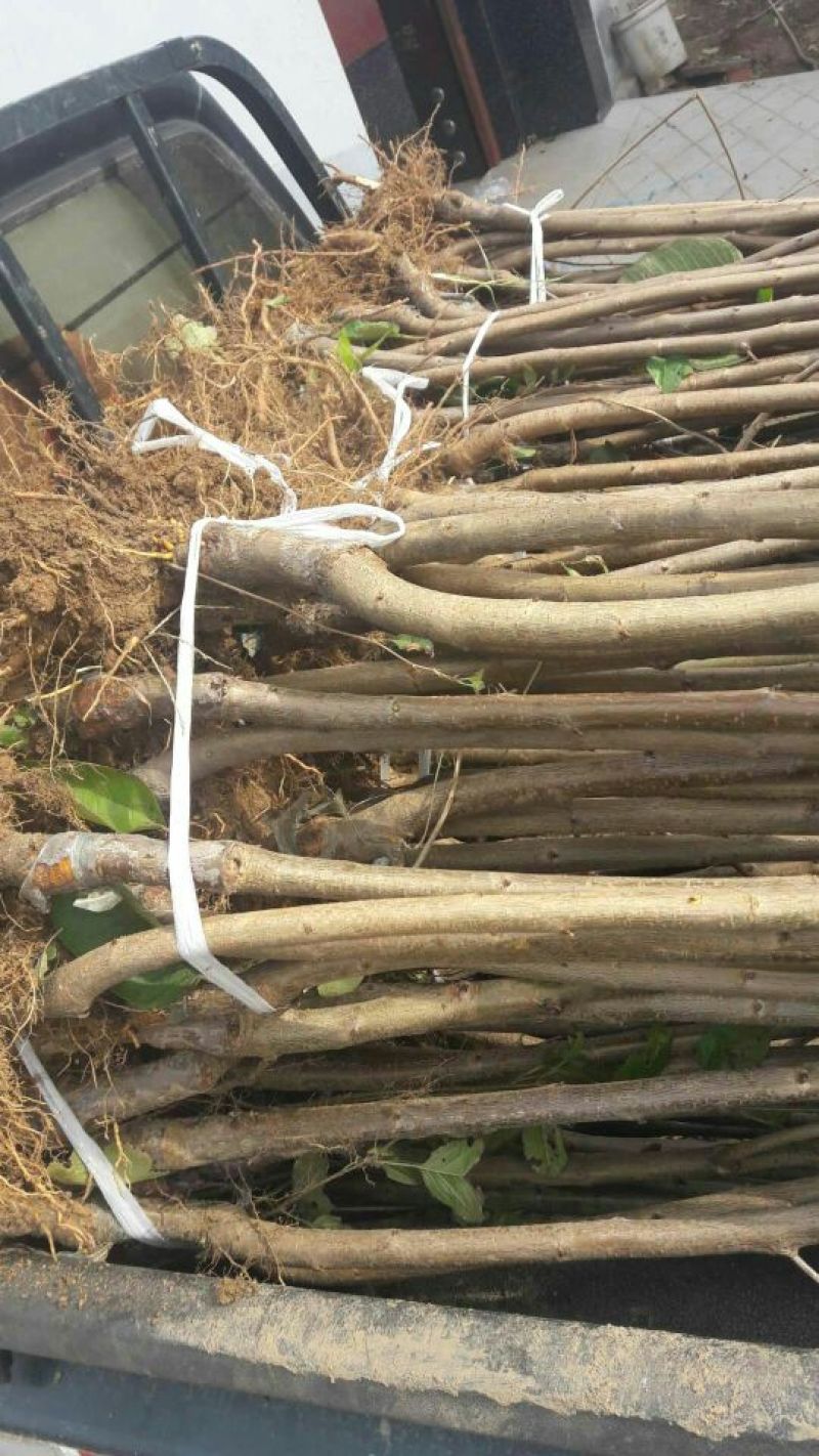 美早樱桃苗批发吉塞拉樱桃苗品种苗育苗基地樱桃树苗