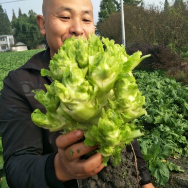 儿菜5两以上