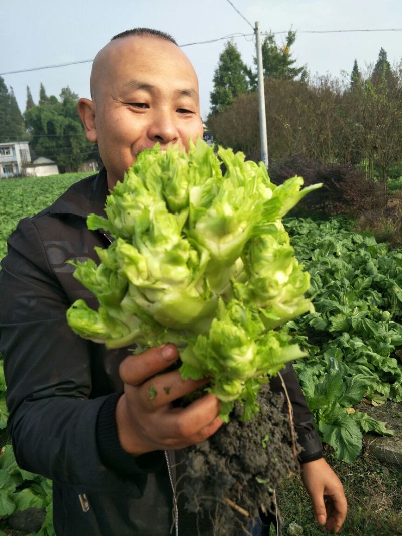 儿菜5两以上