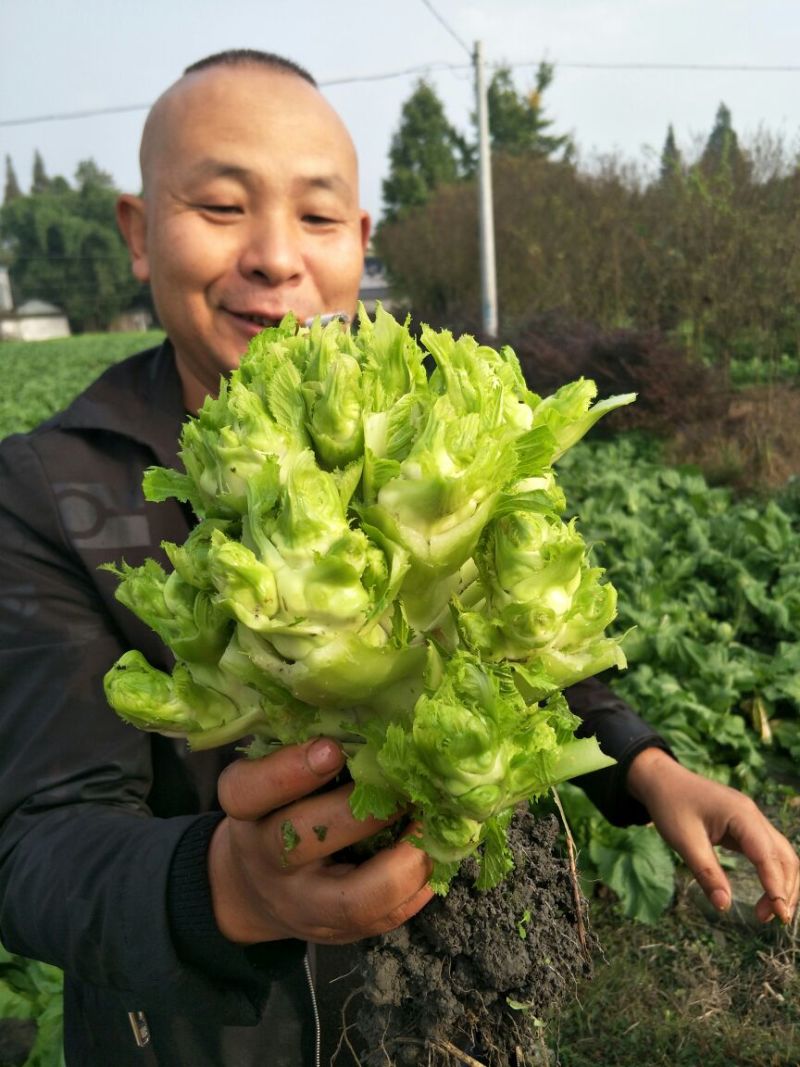 儿菜5两以上