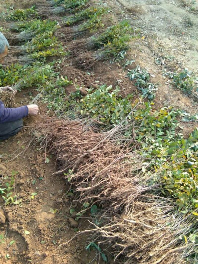 优质钙果苗两年钙果苗食用果兼观赏用