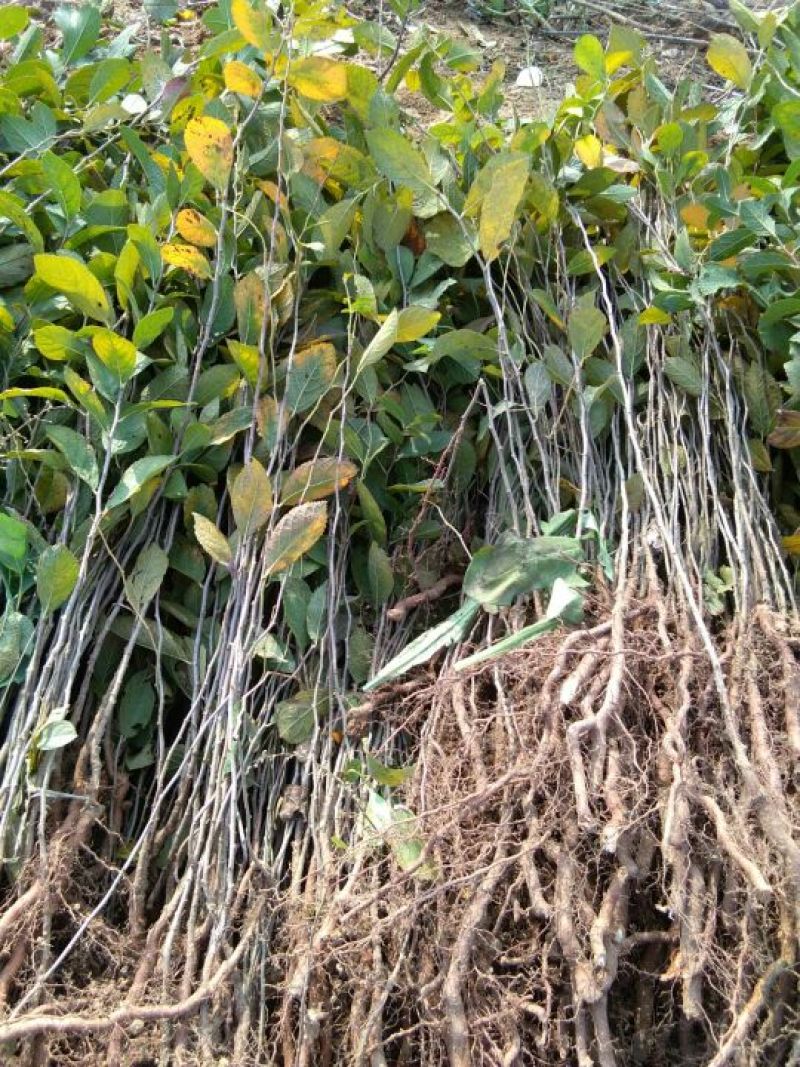 优质钙果苗两年钙果苗食用果兼观赏用