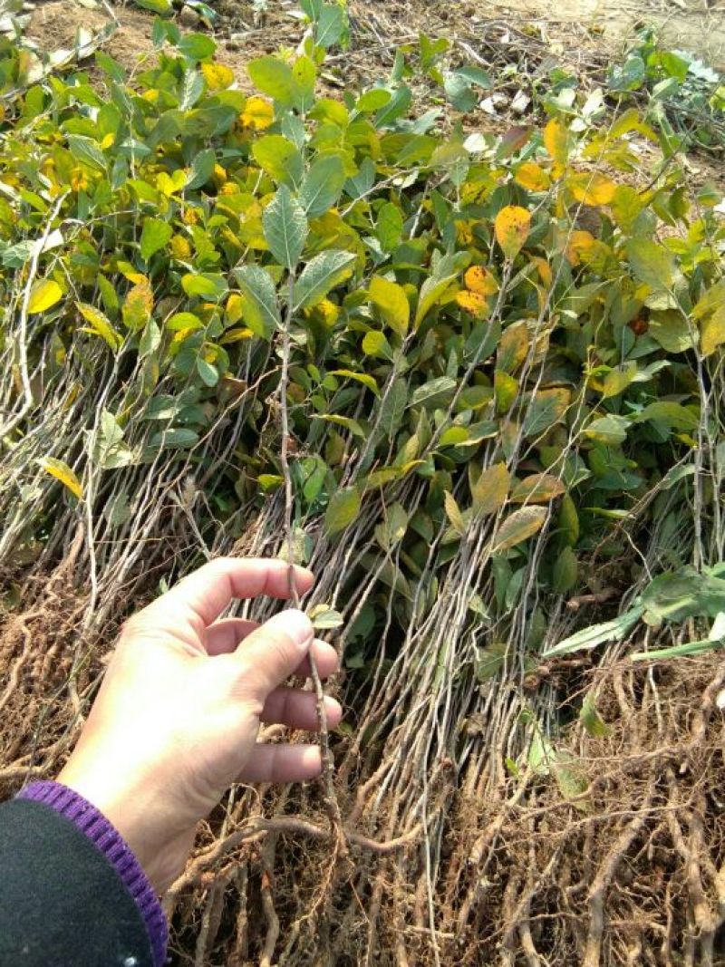 优质钙果苗两年钙果苗食用果兼观赏用