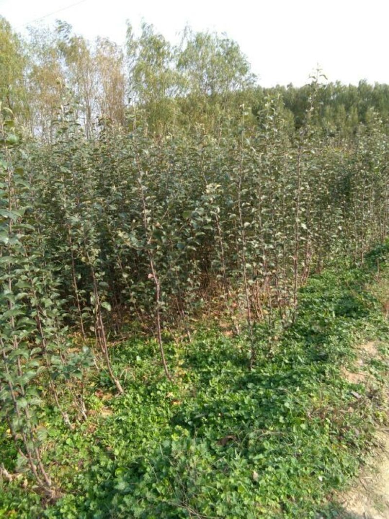 糖心苹果苗红肉苹果苗山西苹果苗供货量大