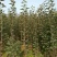 糖心苹果苗红肉苹果苗山西苹果苗供货量大