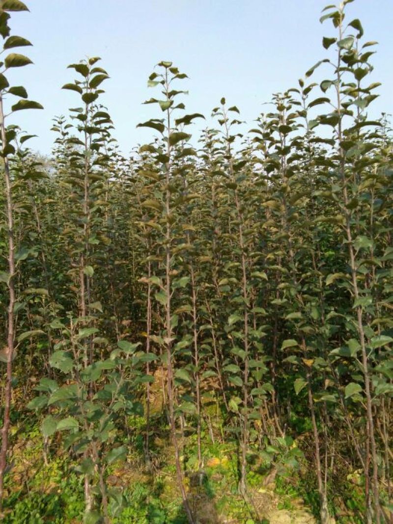 糖心苹果苗红肉苹果苗山西苹果苗供货量大