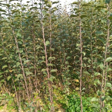 糖心苹果苗红肉苹果苗山西苹果苗供货量大