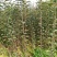 糖心苹果苗红肉苹果苗山西苹果苗供货量大