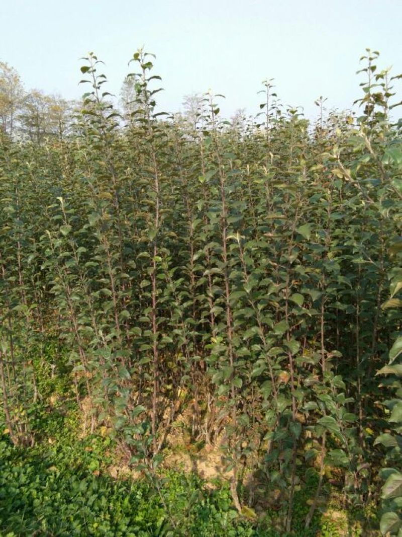 糖心苹果苗红肉苹果苗山西苹果苗供货量大