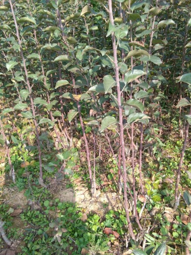 糖心苹果苗红肉苹果苗山西苹果苗供货量大