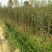 糖心苹果苗红肉苹果苗山西苹果苗供货量大