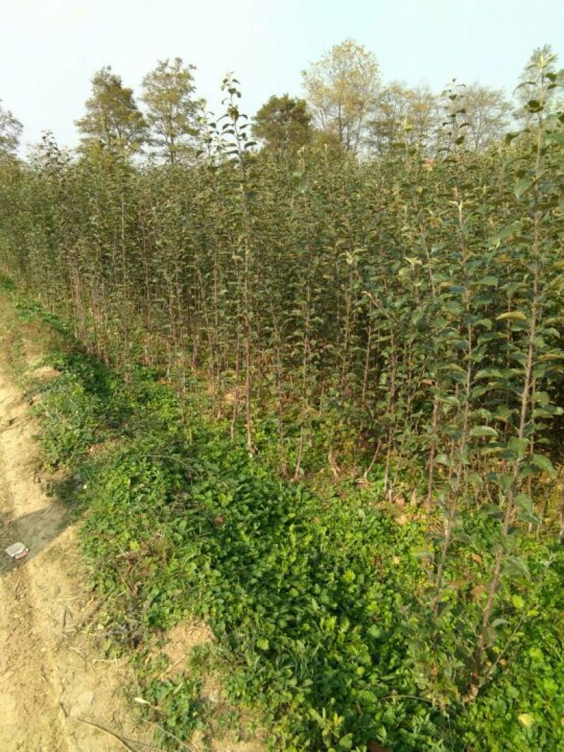 糖心苹果苗红肉苹果苗山西苹果苗供货量大