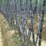 广西黑皮甘蔗4~5cm2~2.5米4~6斤产地直供
