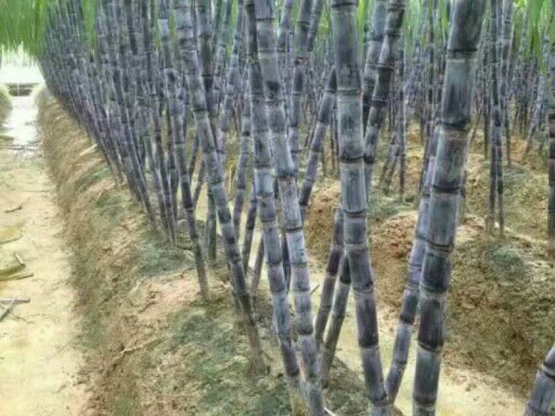 广西黑皮甘蔗4~5cm2~2.5米4~6斤产地直供