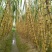 黄皮甘蔗4~5cm2.5~3米6~8斤