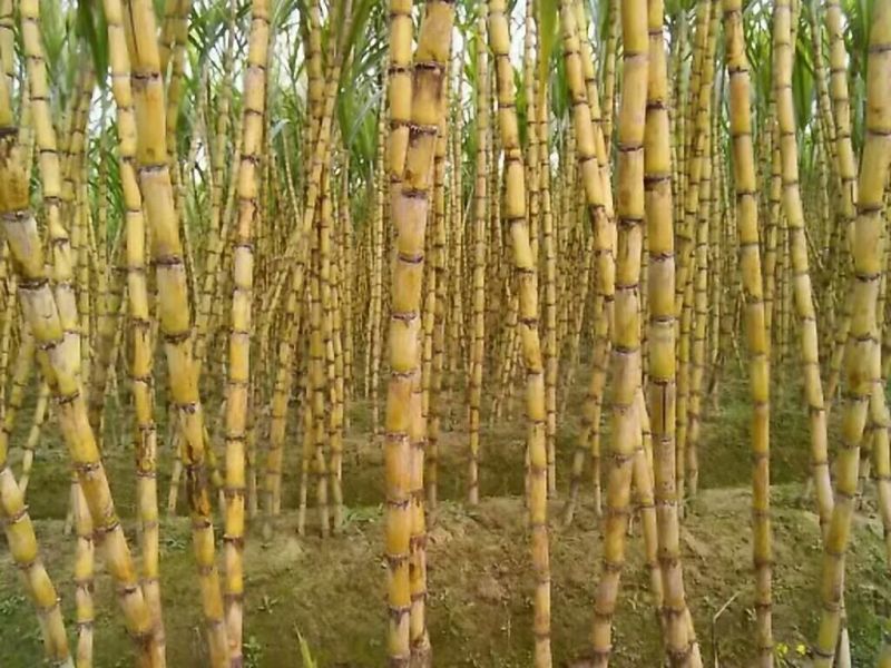 黄皮甘蔗4~5cm2.5~3米6~8斤