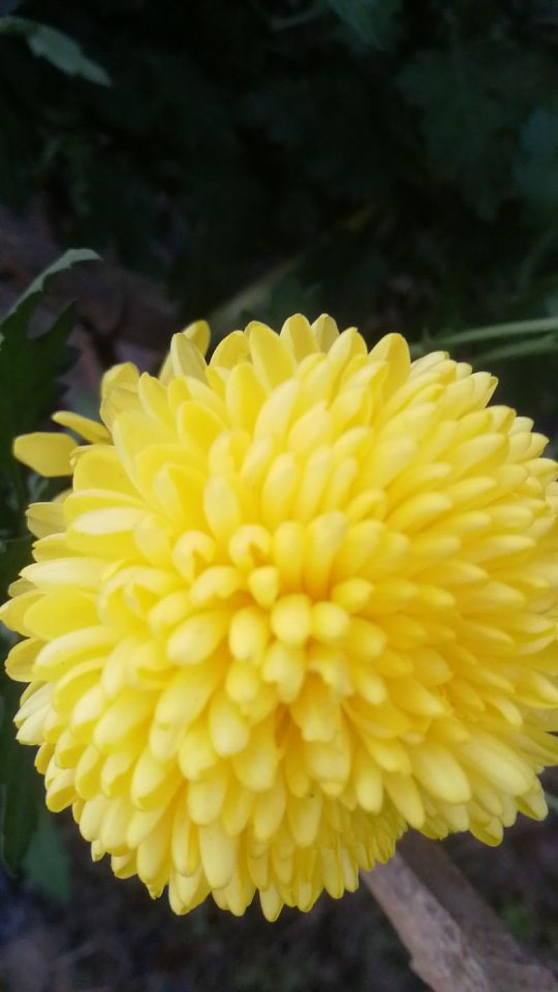 菊花茶一级