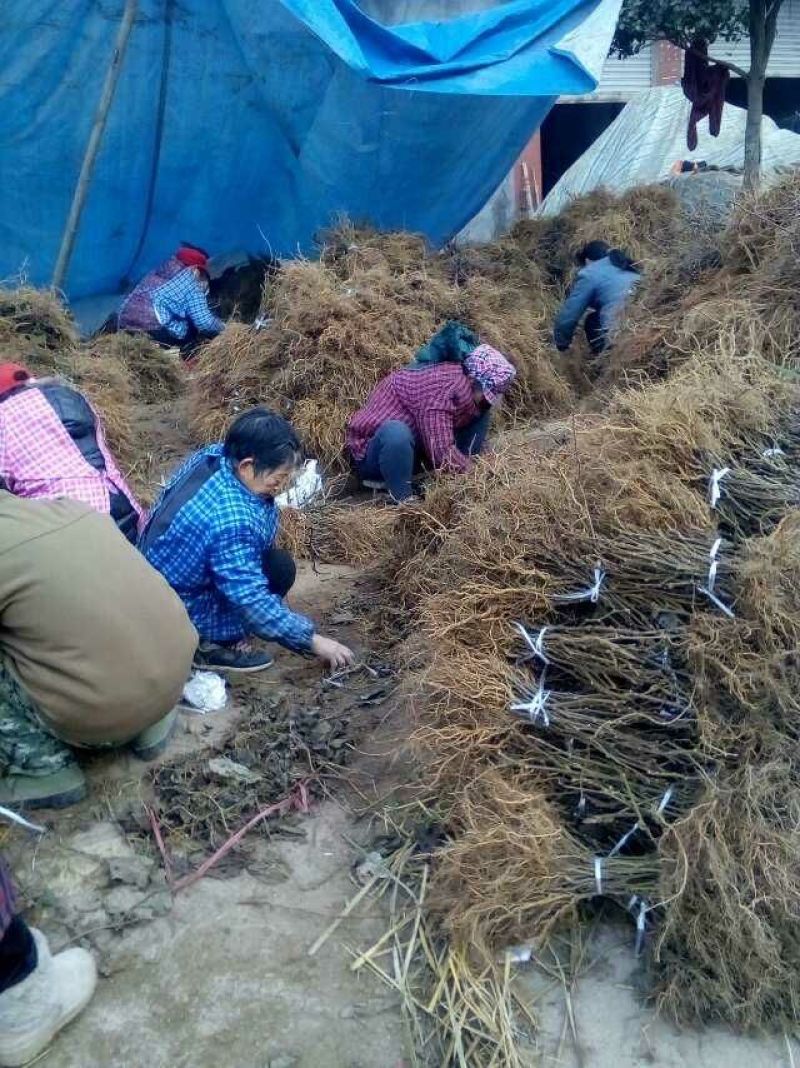 猕猴桃苗实生猕猴桃脚树苗基地大量批发质量保证