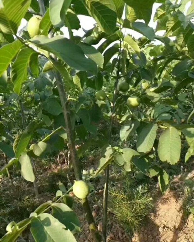 核桃苗品种是辽核1号…