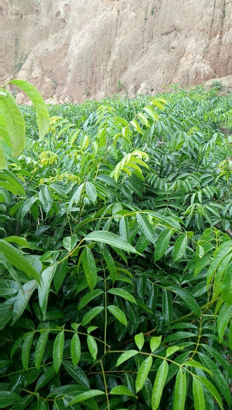橄榄树苗