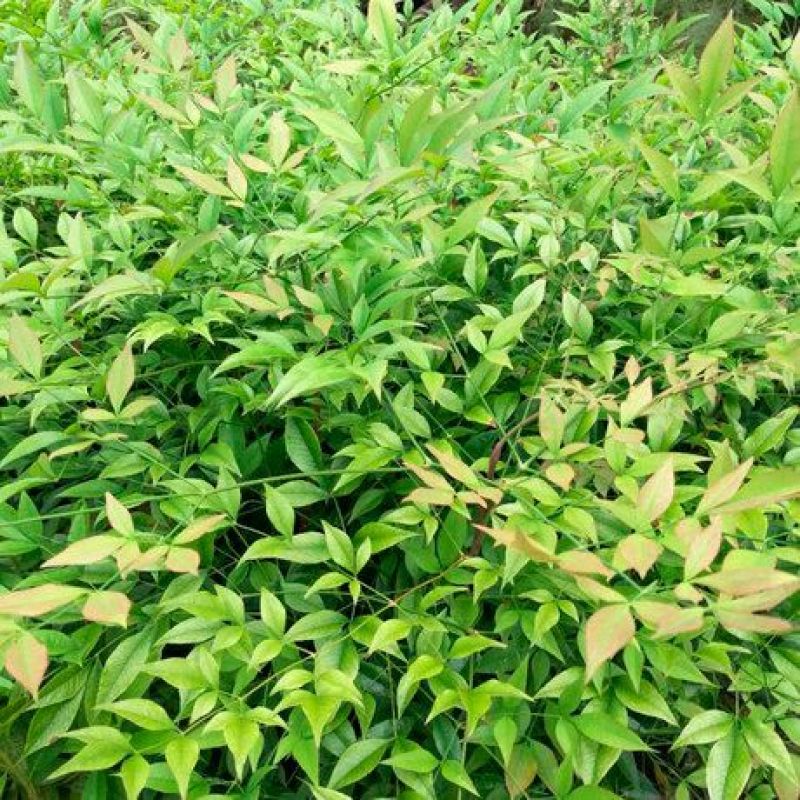 南天竹30~50cm