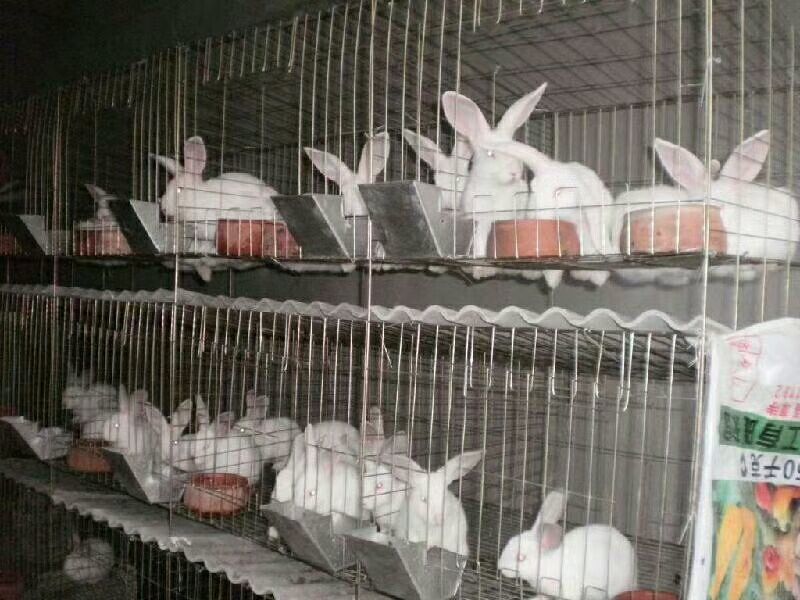 肉兔3~5
