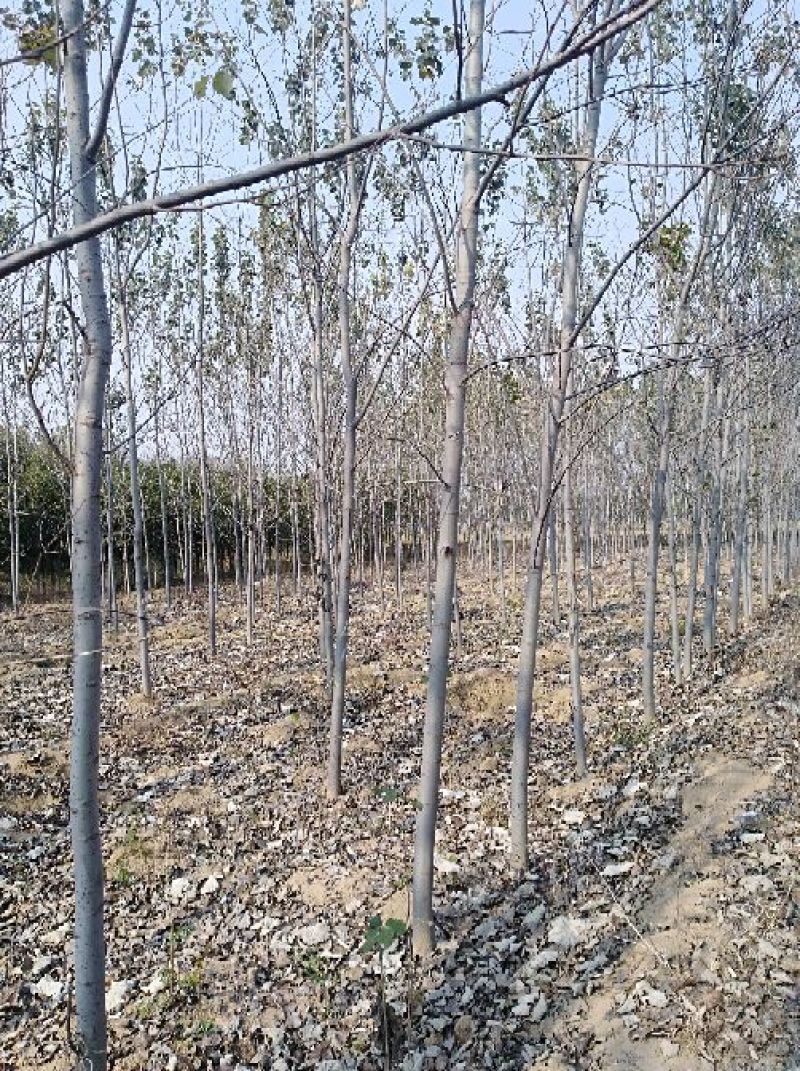 白杨苗10~20cm