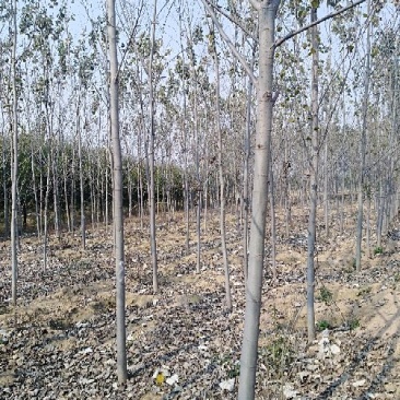 白杨苗10~20cm
