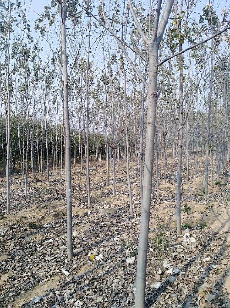 白杨苗10~20cm