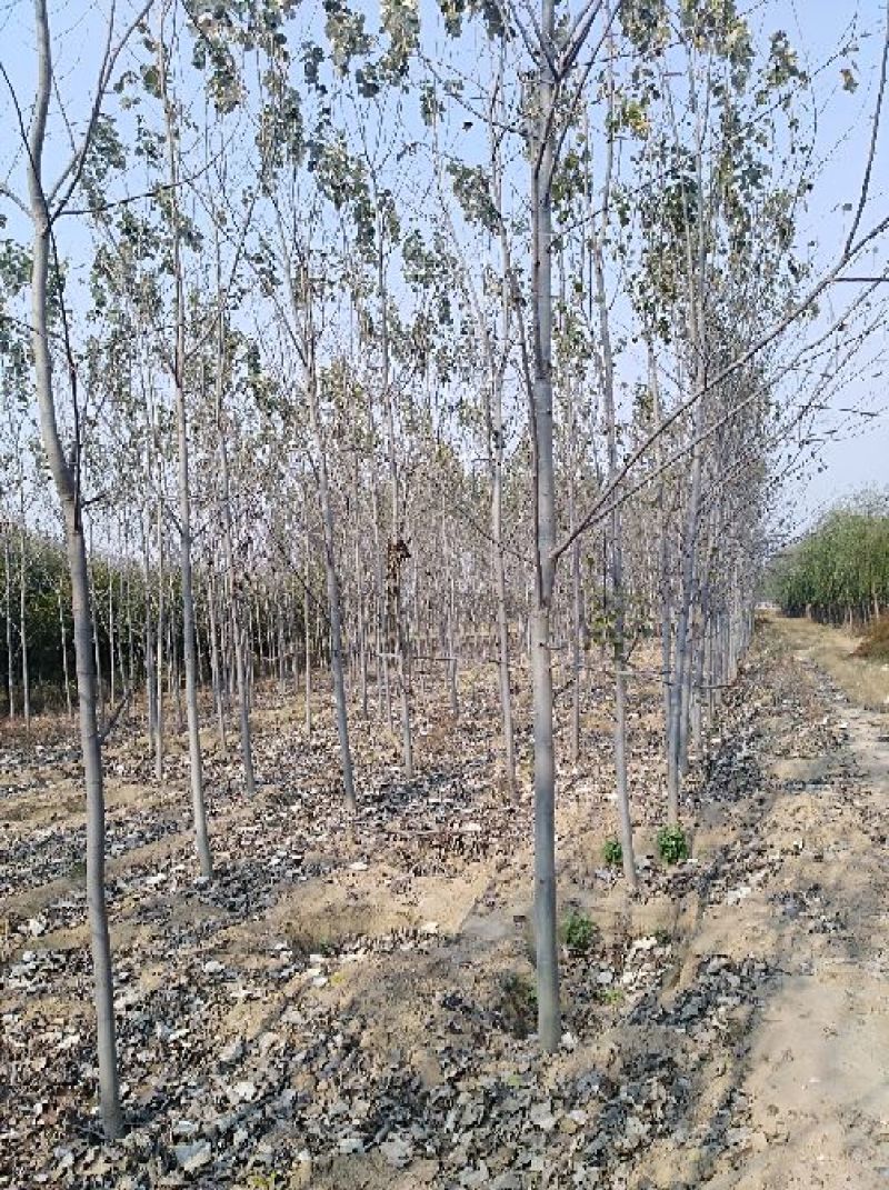 白杨苗10~20cm