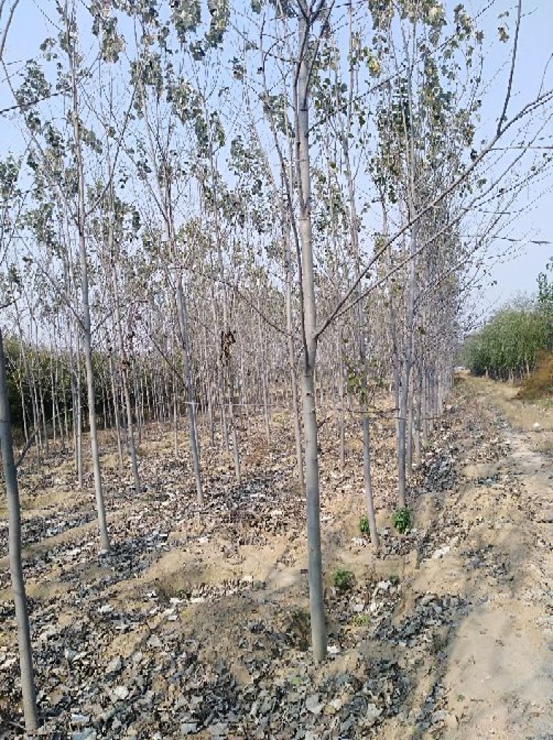 白杨苗10~20cm